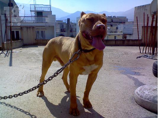 PoulaTo: πιτ μπουλ red nose Πίτμπουλ